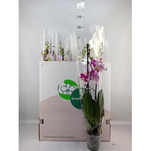 Phalaenopsis   ...mix