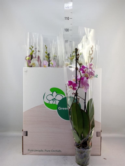 <h4>Phalaenopsis   ...mix</h4>