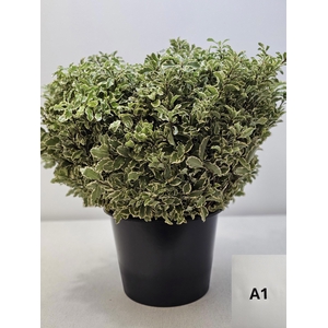 PITTOSPORUM PB SILVER QUEEN