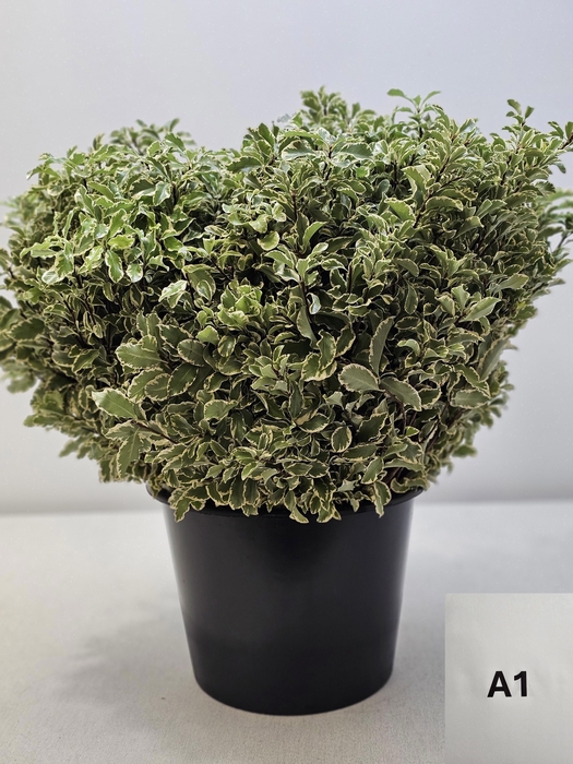 <h4>PITTOSPORUM PB SILVER QUEEN</h4>