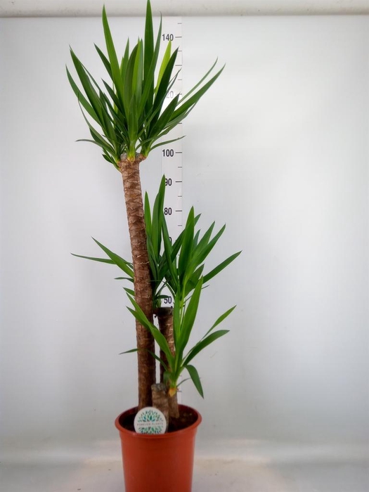 <h4>Yucca   ...</h4>