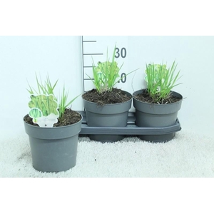 Panicum Virgatum Totem Pole Northwind
