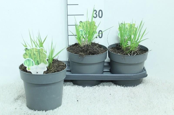<h4>Panicum Virgatum Totem Pole Northwind</h4>