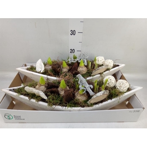 Arr.   Bol/Knolgewas L%