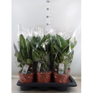 Dieffenbachia  'Green Magic'