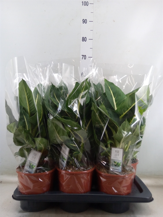 <h4>Dieffenbachia  'Green Magic'</h4>