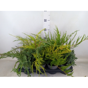 Juniperus   ...