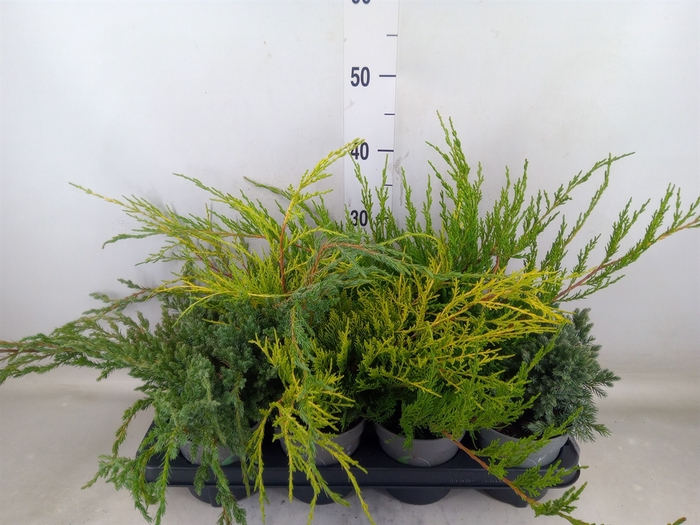 <h4>Juniperus   ...</h4>
