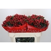 Hypericum True Romance