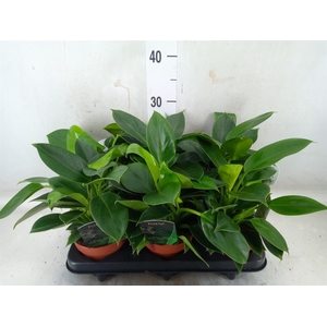 Philodendron  'Green Princess'