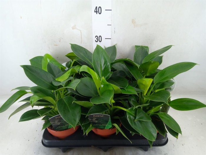 <h4>Philodendron  'Green Princess'</h4>