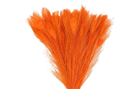 <h4>BASIC FEATHER PEACOCK L45-50</h4>