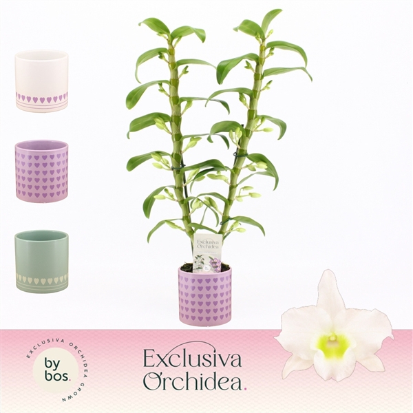<h4>Dendrobium Nobilé, Apollon 2-spike in Horizon Love 'Exclusiva Orchidea'</h4>