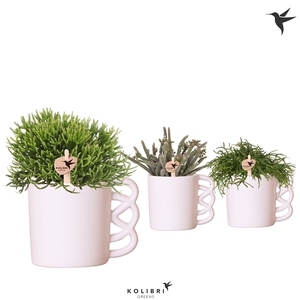 Kolibri Greens Rhipsalis mix in Happy Mug pot white