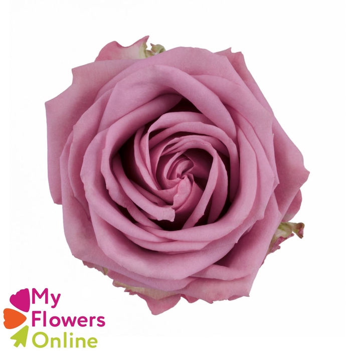<h4>R Gr Cool Water! Lavander 50cm EC</h4>