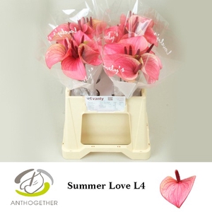 Anthurium Summer Love