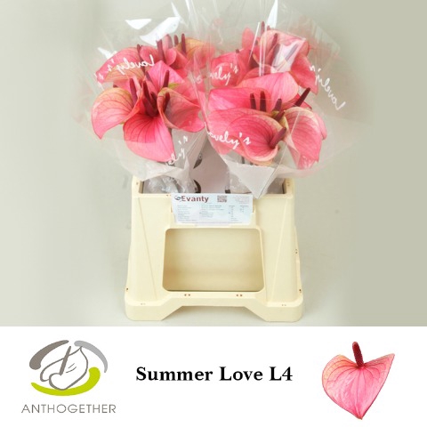 <h4>Anthurium Summer Love</h4>