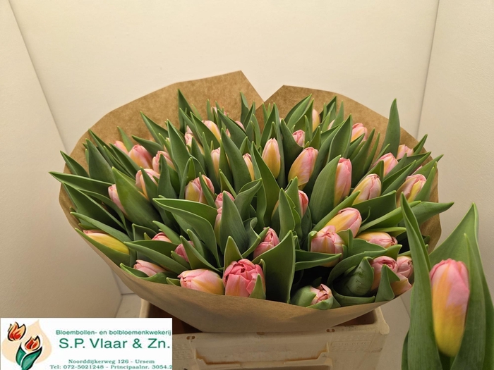 <h4>TU EN TOM POUCE</h4>