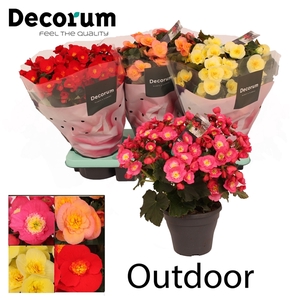 Begonia BELOVE MIX 19cm Outdoor Decorum