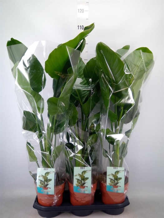 <h4>Strelitzia nicolai</h4>