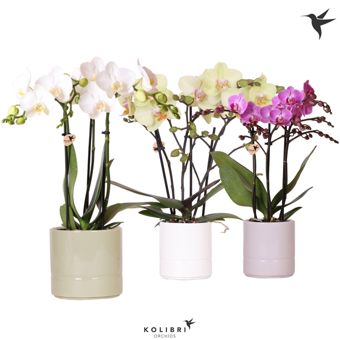 <h4>Kolibri Orchids Phalaenopsis mix 3 spike in Pastel pot mix</h4>