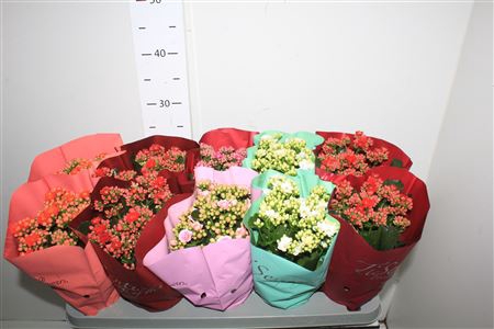 <h4>Kal Ge Gem 5 Kl 12cm Pot</h4>