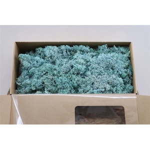 Mos Reindeer Moss Aqua Marine Box