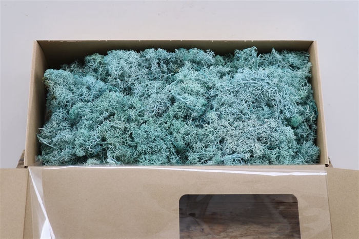 <h4>Mos Reindeer Moss Aqua Marine Box</h4>