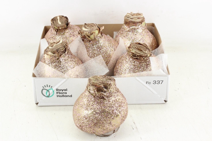 <h4>arr4 Amaryllis CM - Wax glitter zalm</h4>