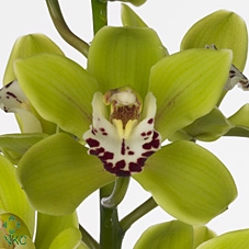 Mini cymbidium 'Sea Foam' 70 cm