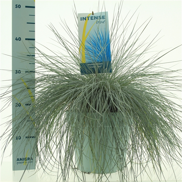 Festuca glauca Intense Blue®