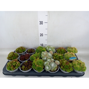 Sempervivum   ...mix