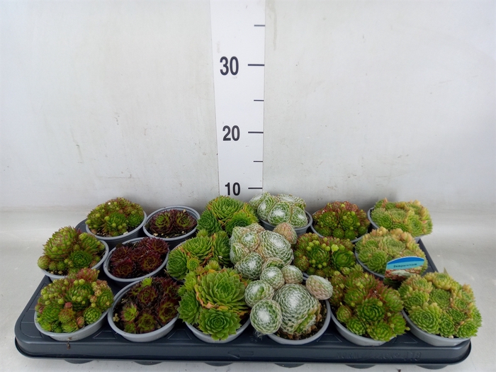 <h4>Sempervivum   ...mix</h4>
