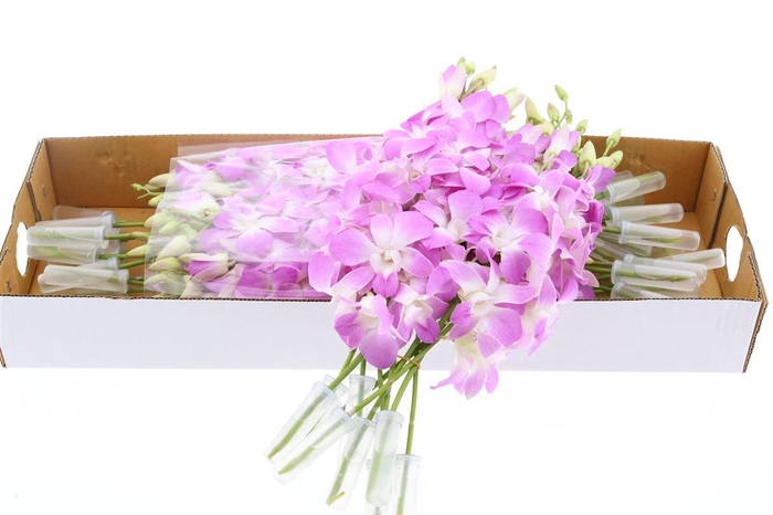 <h4>Dendro Nasabi X40</h4>