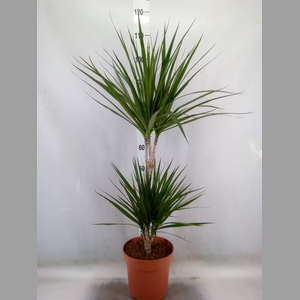 Dracaena marg.