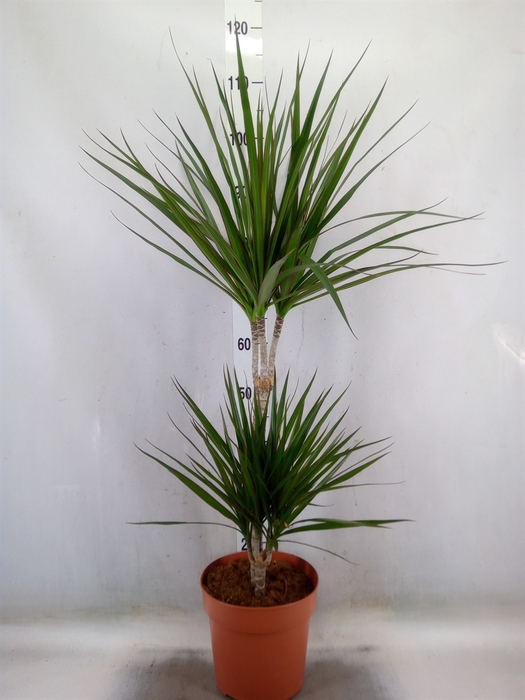 <h4>Dracaena marg.</h4>