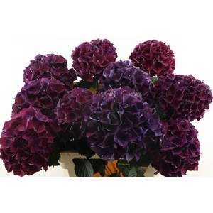Hydr M Ruby Purple 80-21