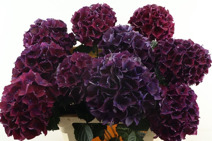 <h4>Hydr M Ruby Purple 80-21</h4>