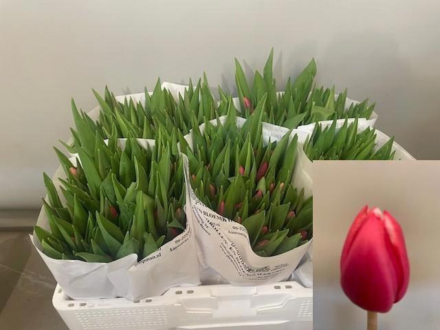 <h4>TU EN DEBUTANTE</h4>