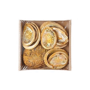 Shell Abalone 450g L19w19h5