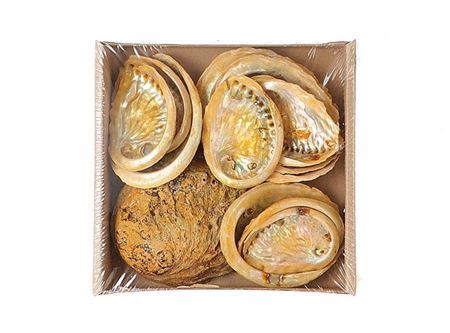 <h4>Shell Abalone 450g L19w19h5</h4>