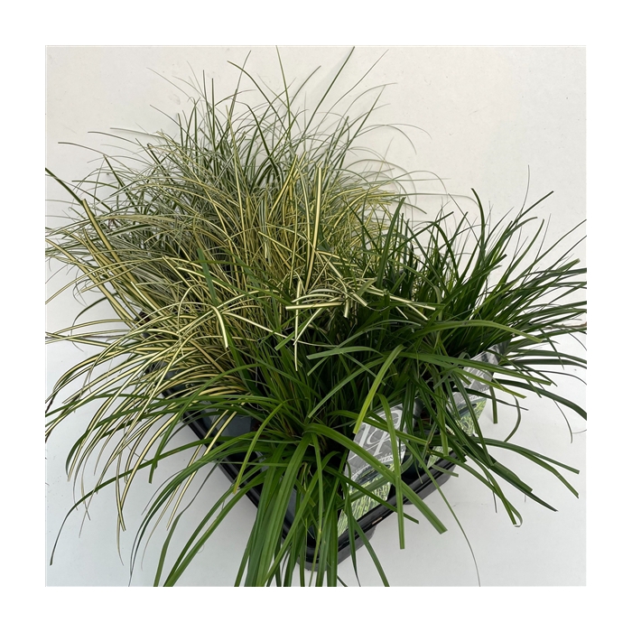 <h4>Carex mix in tray</h4>