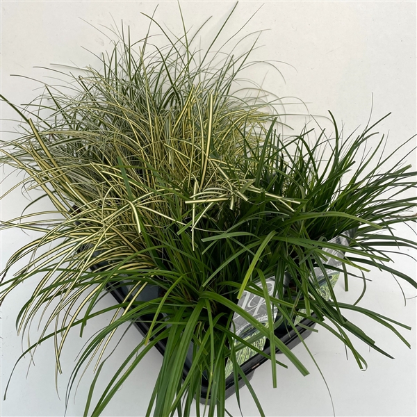 Carex mix in tray