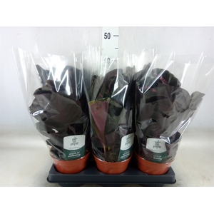 Calathea roseopicta 'Dottie'