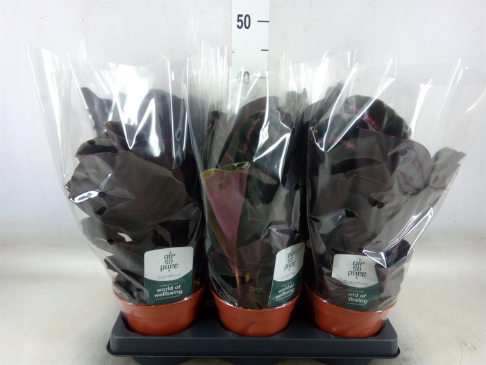 <h4>Calathea roseopicta 'Dottie'</h4>