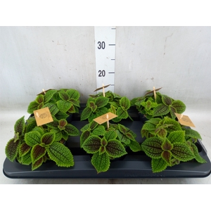Pilea alumi