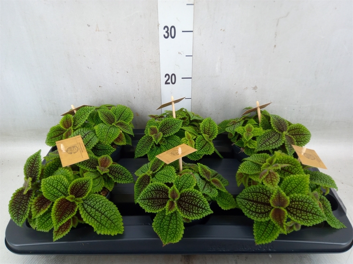 <h4>Pilea alumi</h4>