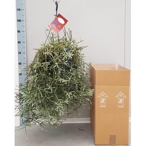 Rhipsalis pilocarpa