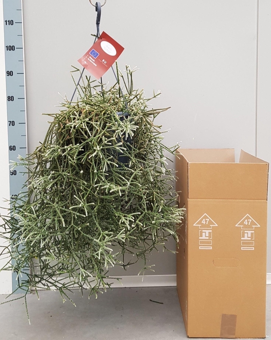 <h4>Rhipsalis pilocarpa</h4>