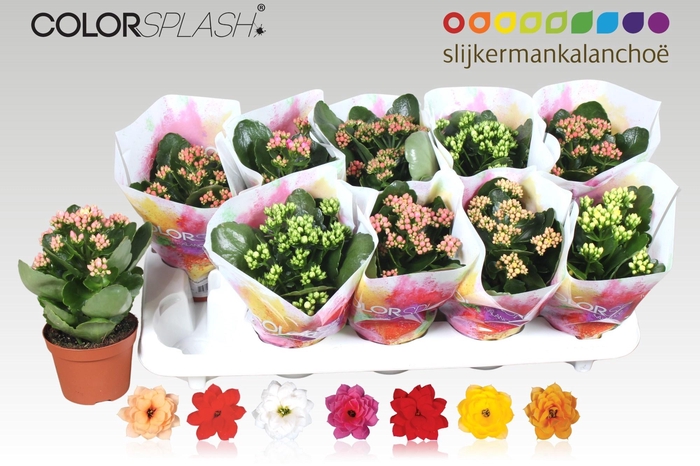 <h4>KAL GE GEM 7 KL</h4>